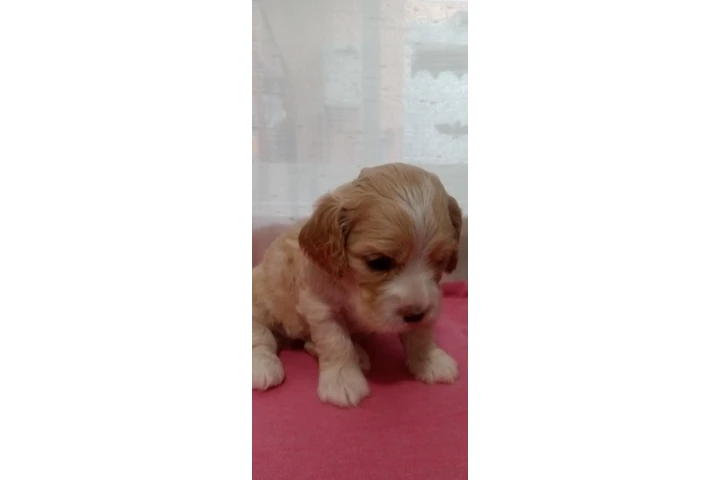 $700 : Cocker spaniels image 1