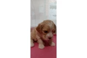 Cocker spaniels en Los Angeles