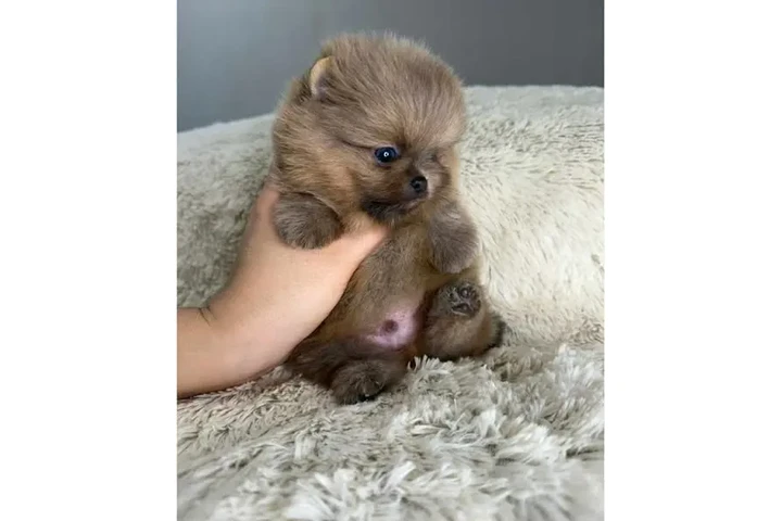 $350 : cachorros de Pomerania image 5