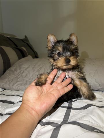 $1200 : Yorkies puppies image 2