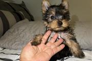 $1200 : Yorkies puppies thumbnail