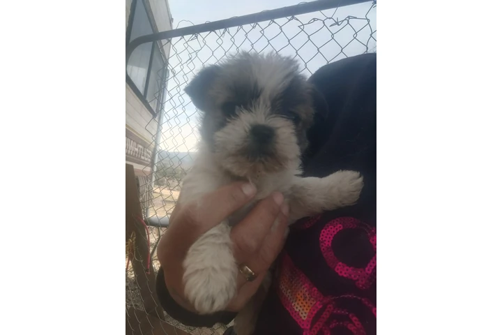 $100 : Puppy image 3