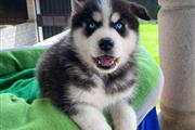 $350 : Cachorro Husky Siberiano thumbnail