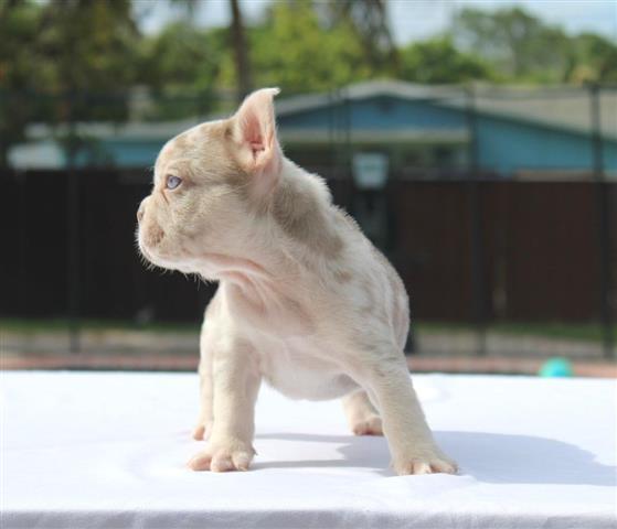 $650 : French bulldogs image 4