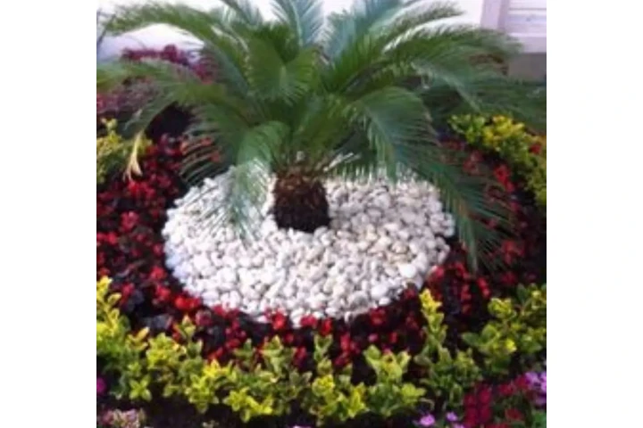 Servicios de Jardineria image 9