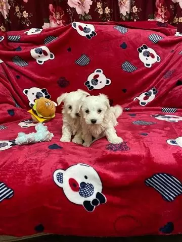 $500 : Super Adorable Maltese Puppies image 3