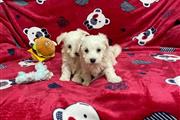 $300 : Adorable Maltese Puppies thumbnail