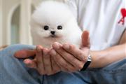 Pomeranian and chihuahua puppi