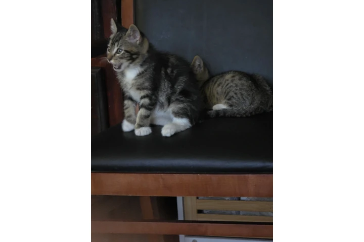 $10 : Free kittens image 4