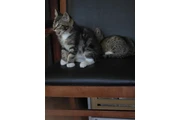 $10 : Free kittens thumbnail