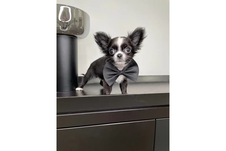 $300 : Teacup Chihuahua puppies image 8