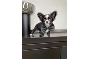 $300 : Teacup Chihuahua puppies thumbnail