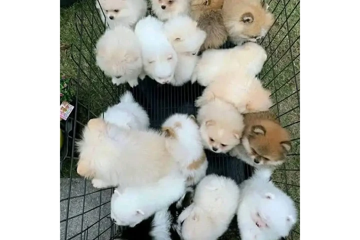 $350 : Pomerania taza de té image 1