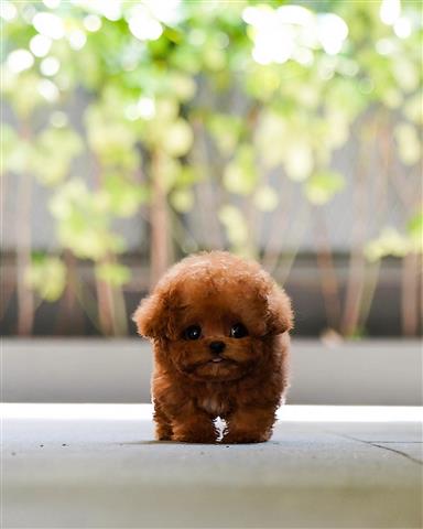$400 : TOY POODLE PUPPY image 2