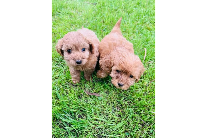 $550 : small maltipoo image 1