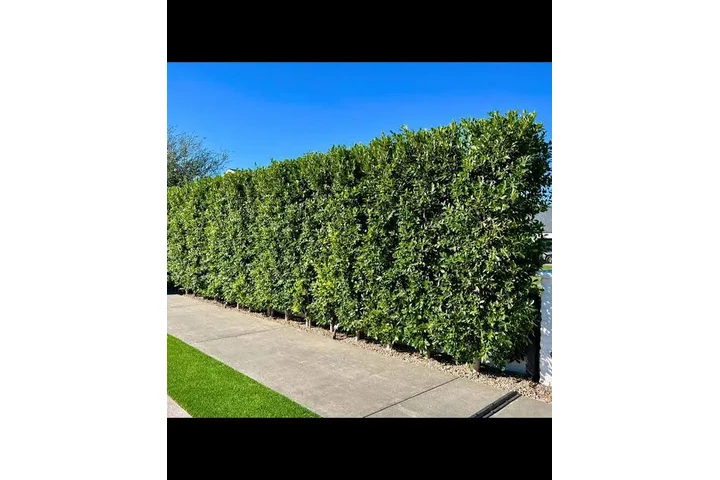 Ruiz servicio de jardinería image 1