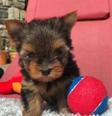 $100 : Adopt teacup yorkies image 1