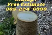 Podamos Cortamos Arboles Palma en Miami