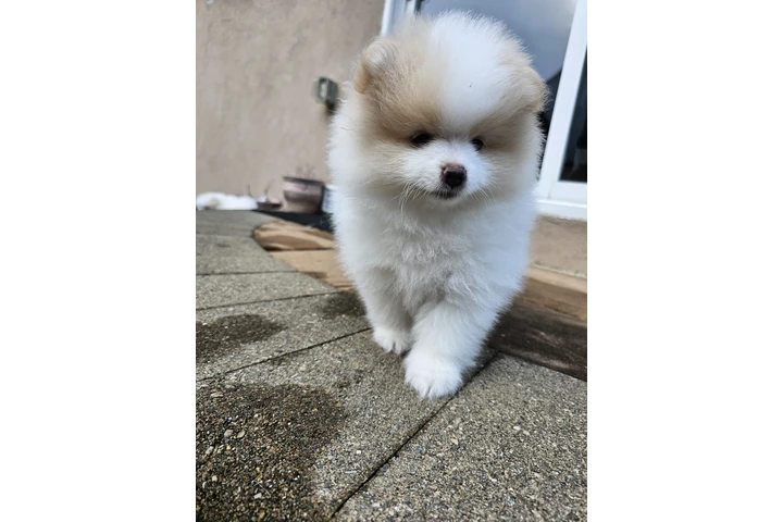 $3400 : Puppies pomerania image 3