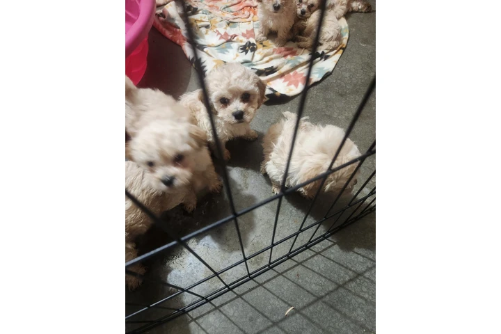 $250 : Cachorros en adopcion image 2