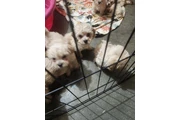 $250 : Cachorros en adopcion thumbnail