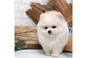 $200 : French bulldog and Pomeranian thumbnail