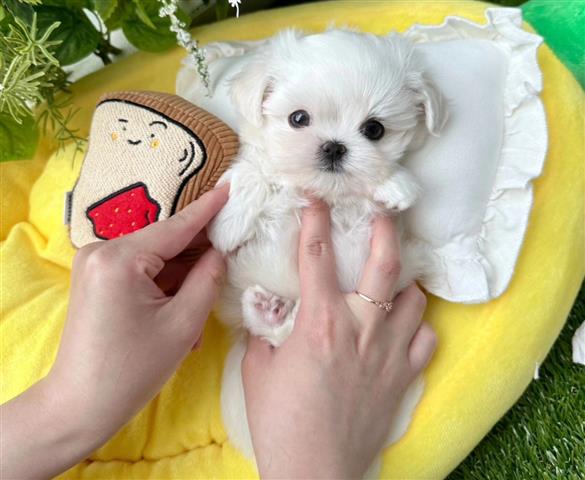 $260 : Maltese Puppies For Sale image 1