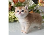 $250 : British shorthair  For Sale thumbnail