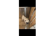 $200 : Pug thumbnail