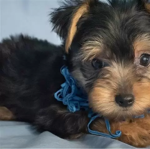 $500 : Hermosos cachorros yorkshire t image 1