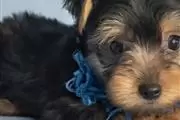 Hermosos cachorros yorkshire t en New York
