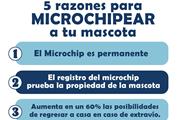 Microchip Para Mascotas thumbnail