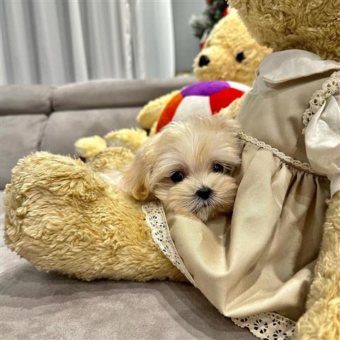 $350 : Maltipoo image 1