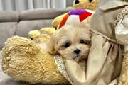 Maltipoo