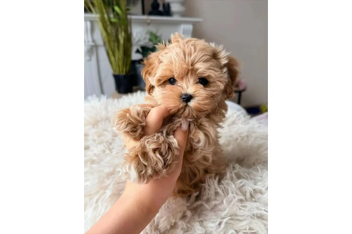 $350 : Cachorro maltipoo image 1