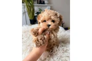 Cachorro maltipoo en Lexington