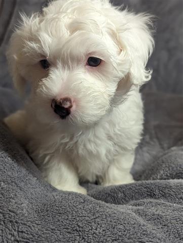 $350 : MALTESE PUPPIES AVAILABLE image 3