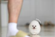 $250 : pomeranian puppies available thumbnail