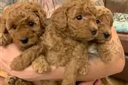 Red F1 Cavapoo Puppies en Ponce