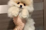 $250 : best  Pomeranians puppies thumbnail