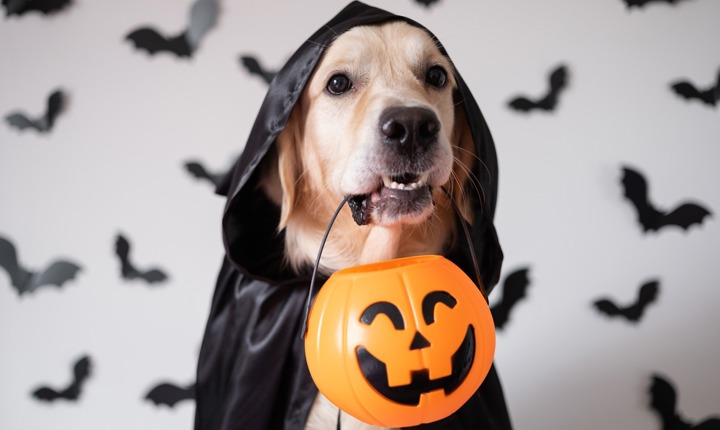 Prepare a su mascota para el Halloween