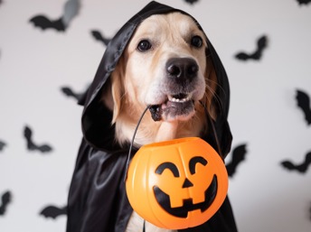 Prepare a su mascota para el Halloween