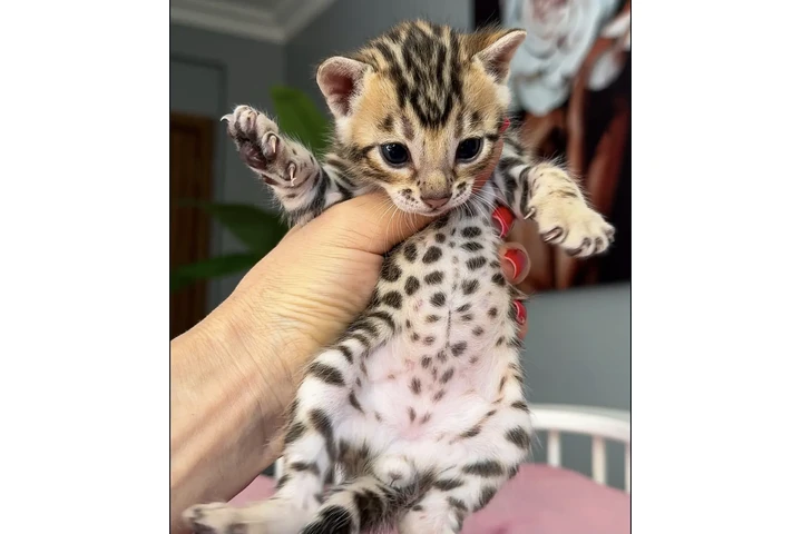 $280 : Bengalí disponible image 1