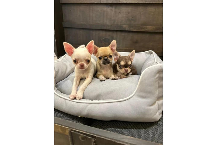 $350 : Chihuahua taza de té image 1