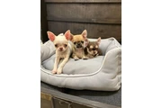Chihuahua taza de té en Brownsville