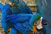 $500 : Hermosos bebés guacamayos thumbnail