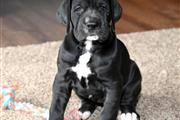 Great Dane pups available sale en Kings County