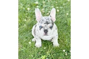 $300 : French bulldog thumbnail