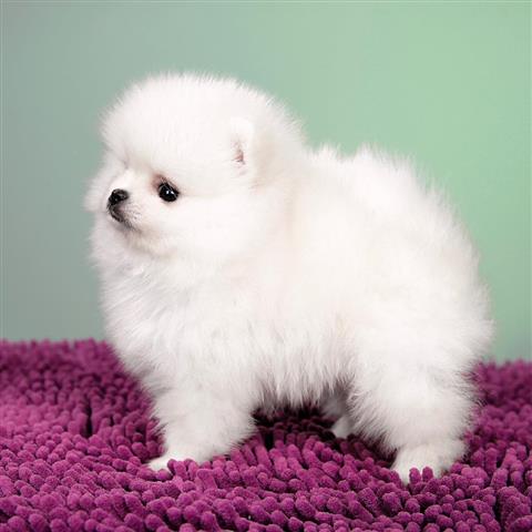 $400 : Cute Pomeranian Puppy Ready image 1