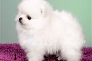 Cute Pomeranian Puppy Ready en Miami